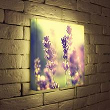 Лайтбокс Полевые цветы 35x35-044